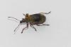 Phyllobius glaucus